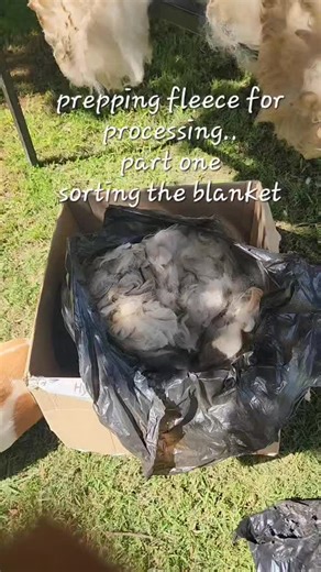 Sorting an alpaca fleece to prep it for processing... ja... everything is done manually! #alpaca #farmlife #fleece #fleeceprocess