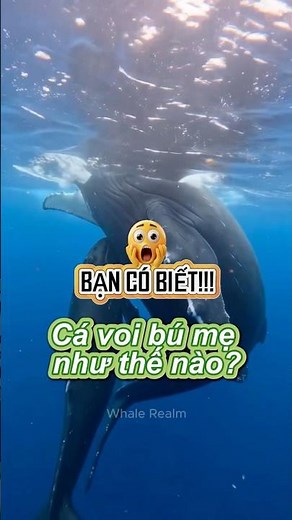 Cá heo bú mẹ như thế nào?