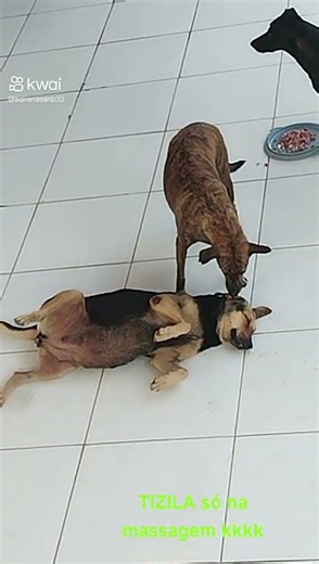 Minhas princesas 😍 Família pets #petsfofinhos