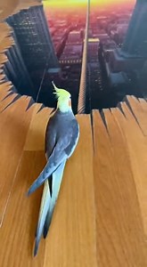 Bird on the Edge The Incredible Tightrope Tease! #CockatielCommotion #FeatheredFear #TinyTightrope # | Denny Albert