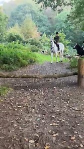 58K views · 1.5K reactions | Hound exercise welcomes newcomers of all abilities. | Cheshire Hunt | Facebook