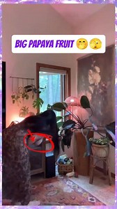 New model 😄 | Nadia Nurlaili