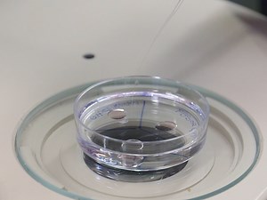 Using Mouse Oocytes to Assess Human Gene Function During Meiosis I