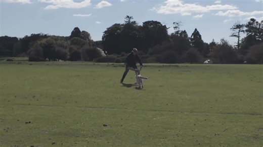 Bear in mind ….. This dog had never seen a tug toy in her life 14 days ago … She certainly had no idea about how to deal with larger bite rolls - she would walk away from them to sniff …. Now however!! | Take the Lead Dog Training