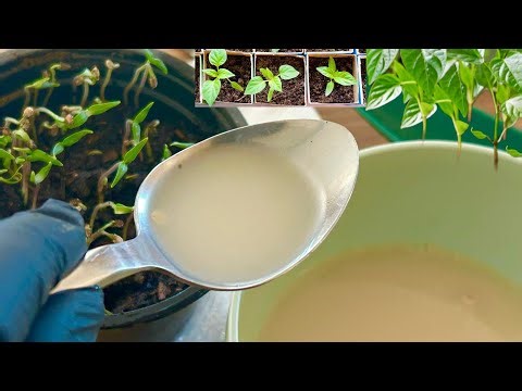 JUST 1 tablespoon and your PEPPER will explode with fruit! Double your yield