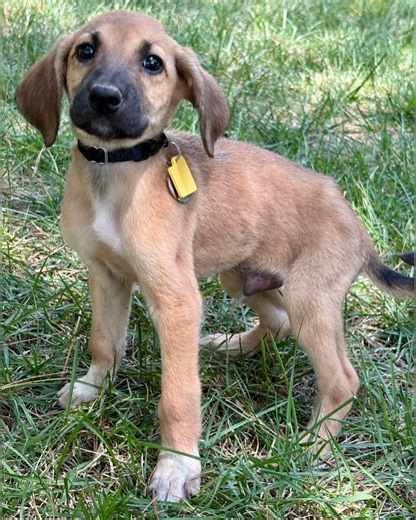 We have MORE pups from the "Bird Gang" ready to spread their wings! Henley's puppies are growing and thriving in foster care... all they need now is forever homes. ❤ Don't miss the opportunity to add a well-socialized, snuggly, fun puppy to your two-legged or four-legged pack! Read their full stories on our website: https://www.all4pawsrescue.com/available-pets Interested in adopting? Take the first step and complete an adoption application: www.all4pawsrescue.com/adoption All our dogs are micro