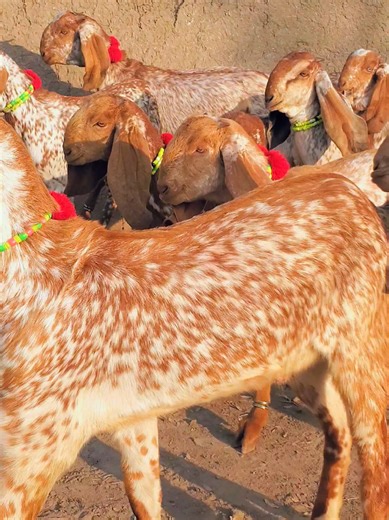 Successful Goat Farming Techniques