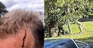 Aussie man, 59, brawls with kangaroo for 6 minutes after it tried to attack his dogs