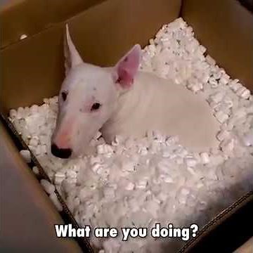 Compilation of Funny, Cute, Crazy And Epic Moments Bull Terriers Dogs [Viral Video] | Go, Walter!!!