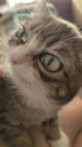 Hey everyone, Winky’s Cat Dad, Tim here. I just wanted to give a quick update because a lot of folks have been asking what’s going on with our girl Winky. It all started a little over a month ago — Winky was sneezing nonstop, her eyes were watering like crazy, and she just wasn’t feeling well. We went to the vet and were told it was allergies but allergy meds were not helping and she was getting sicker. We went to another vet and found out she had a really bad infected tooth, and she’s been on a