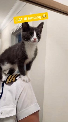 CAT III Landing - Hilarious Cat Pilot Meme
