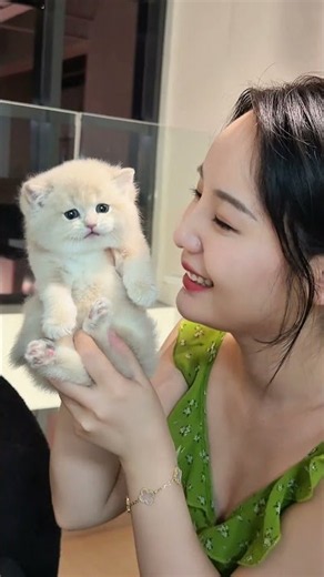 Such a powerful and penetrating voice! Xiao Mi is really amazing 👍🏻#Bear-type Golden Chinchilla #cat