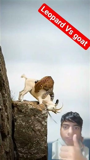 Leopard Vs goat 😱#shorts #youtube#wildliferescue#animals