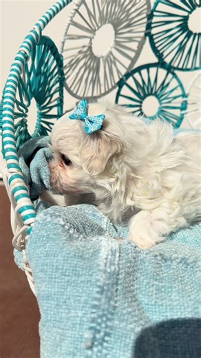 Adorable Maltese Puppy Moments