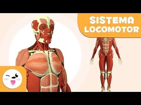 El sistema locomotor | El cuerpo humano para niños | El sistema óseo y muscular