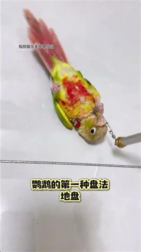 Train Your Parrot Like a Pro - 5 Easy Steps Inside