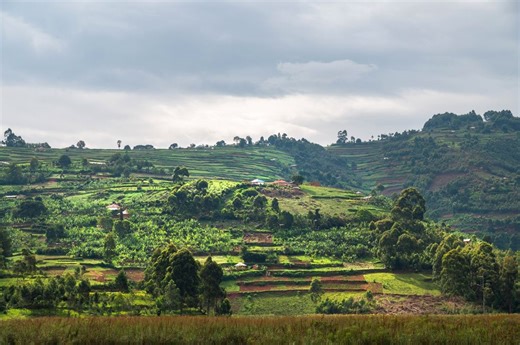 Labour politicians splurge £4m in taxpayers' cash on 'gender equal' tree planting scheme more than 4,000 miles away