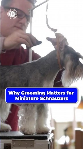 Why It's Important to Groom a Miniature Schnauzer