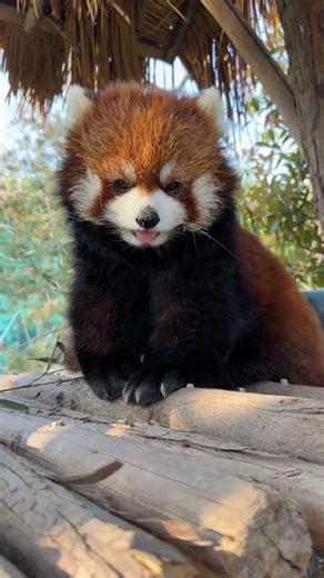 Dudu's Big Head Shrinks: The Curly-Haired Red Panda Transformation