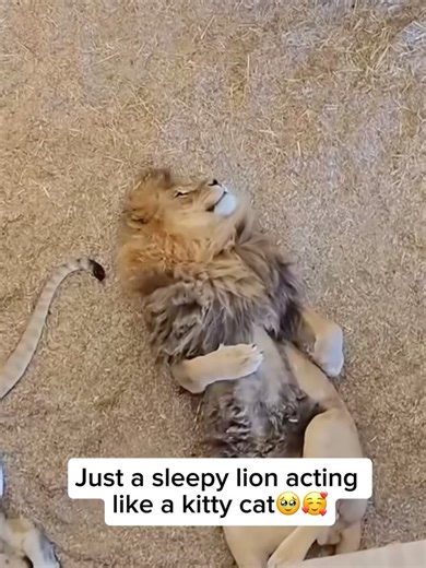 Wildlife Rescuers on Reels