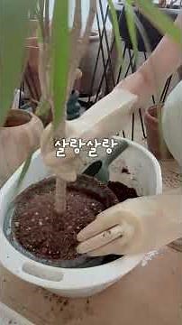 드라세나 마지나타_물빠짐 좋은 분갈이 방법 (무삭제) #드라세나 #드라세나마지나타 #분갈이 #식집사 #베란다가드닝 #plants #가드닝 #garden #화초관리 #풀딱서니