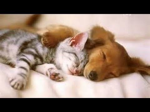 犬とネコがめっちゃ仲良し！【かわいい猫動画】 ！cat and dog