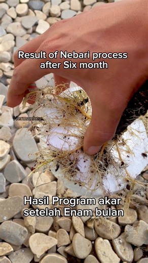 The result of the nebari process after six months #bonsai #garden #trees #plants #crafts | Herman Key