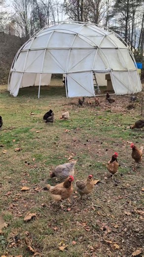 When they hear the door open, they run expecting treats  #freerangechickens #localeggs | Crosskeys Camp | Facebook