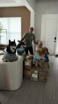 Giving my dogs a room upgrade #dogsofyoutube #dog #dogs #husky #goldenretriever