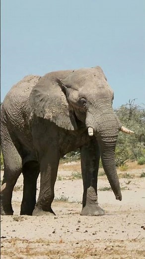 Elefant & Springbock 🐘 Das echte Afrika in einem Moment #wildlife #elephant #animals