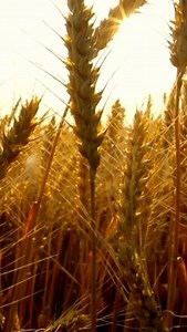 This week is the first ever #HarvestThali live lesson run by NFU Education bringing the farm to the classroom. There's still time to sign your school up for the live lessons taking place on 4 October. Children will be learning how the key ingredients are grown and produced, meeting the people responsible for growing and producing them and joining our super star chef Spiced By Rayeesa in her kitchen to mix them into a range of delicious thali dishes to celebrate the end of Harvest! 🧄🌱🧅🍗🫓 Sig