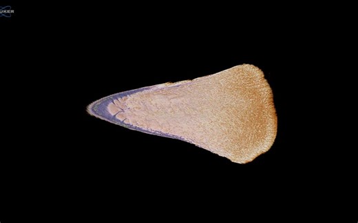 72. Micro-CT Scan of Toolmark in Bone (Knife)