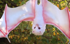 如何制作以假乱真的蝙蝠兽偶？国外大佬手把手详细教学