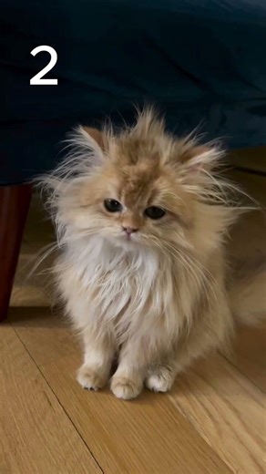 Which cat reminds you of your girlfriend? 🐱💕