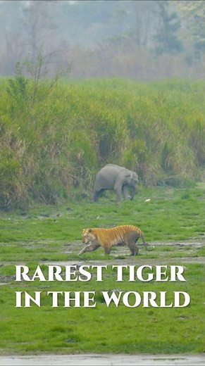 World's Rarest Golden Tiger in the WILD #wildlife #shorts