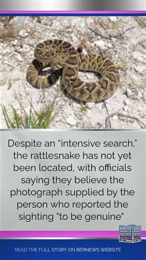 Search For Rattlesnake In Bermuda Continues, July 3 2026