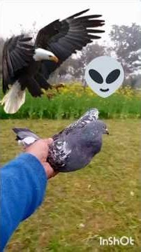 eagle 🦅 attack ,,🕊️ #fyp