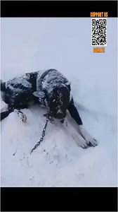 17K views · 522 reactions | Rescue a dog chained outside, left alone in the cold, snowy winter weather. | Animals Rescue | Facebook