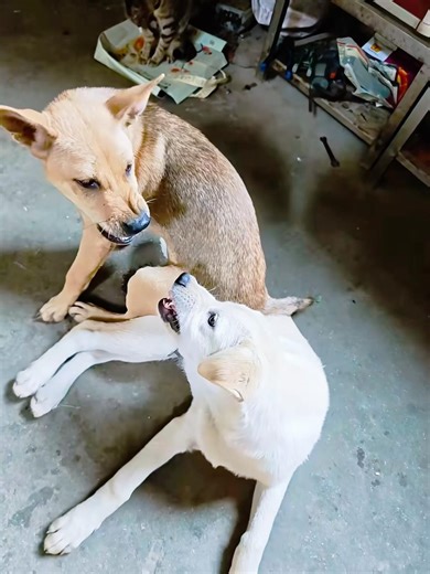 Two dogs play together#dog #dogs #dogfunny