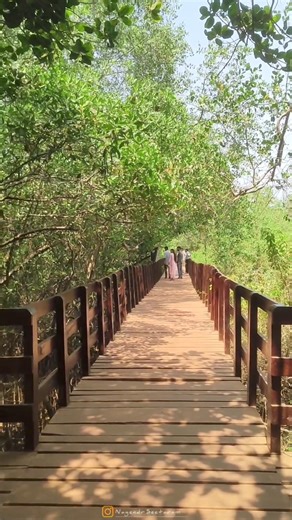 357K views · 1.1K reactions | Sharavathi kandla mangroves Boardwalk....