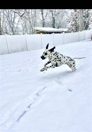 Understanding Typical Dalmatian Behavior