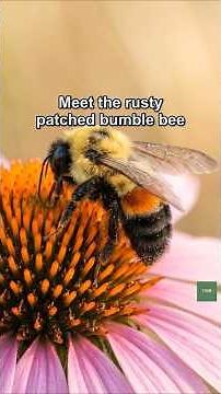 Saving the Rusty Patched Bumblebee