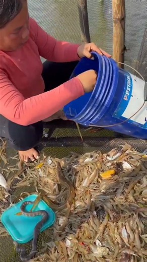 Amazing Shrimp Fishing Catch 🦐 | Huge Prawns & Sea Fish in Net | Fishing Video