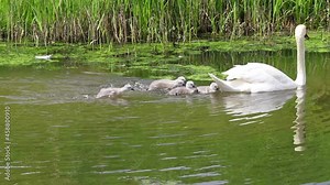 Swans and cygnets swimming. Five fluffy cygnets enjoy their 1st swim in the river with their parents. The cute cygnets paddle fast to keep up with their elegant mother along the picturesque river.