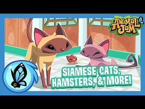 What's New in Animal Jam? | June Update