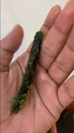 Attaching Java Moss to driftwood