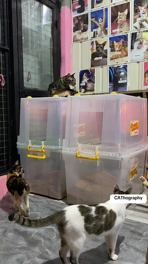 DIY Cat Litter Box Ideas: Budget-Friendly Solutions