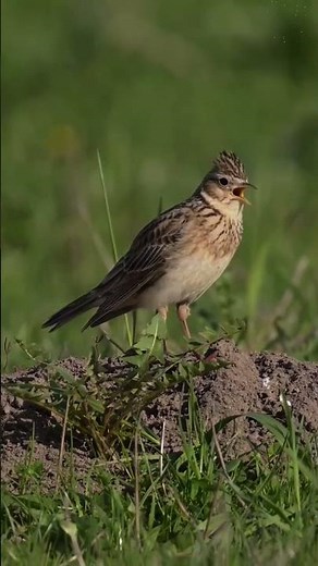 "Eurasian Skylark: A Voice Above the Fields"