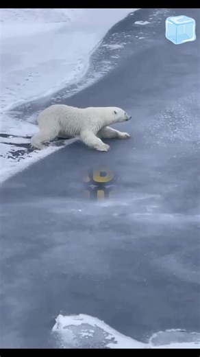 Oso polar y su adaptación al hielo