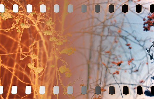 Grain2Pixel Review - A Photoshop Plugin for Converting Negatives - By Arild Edvard Båsmo